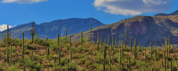 Saguaro cacti near mountains